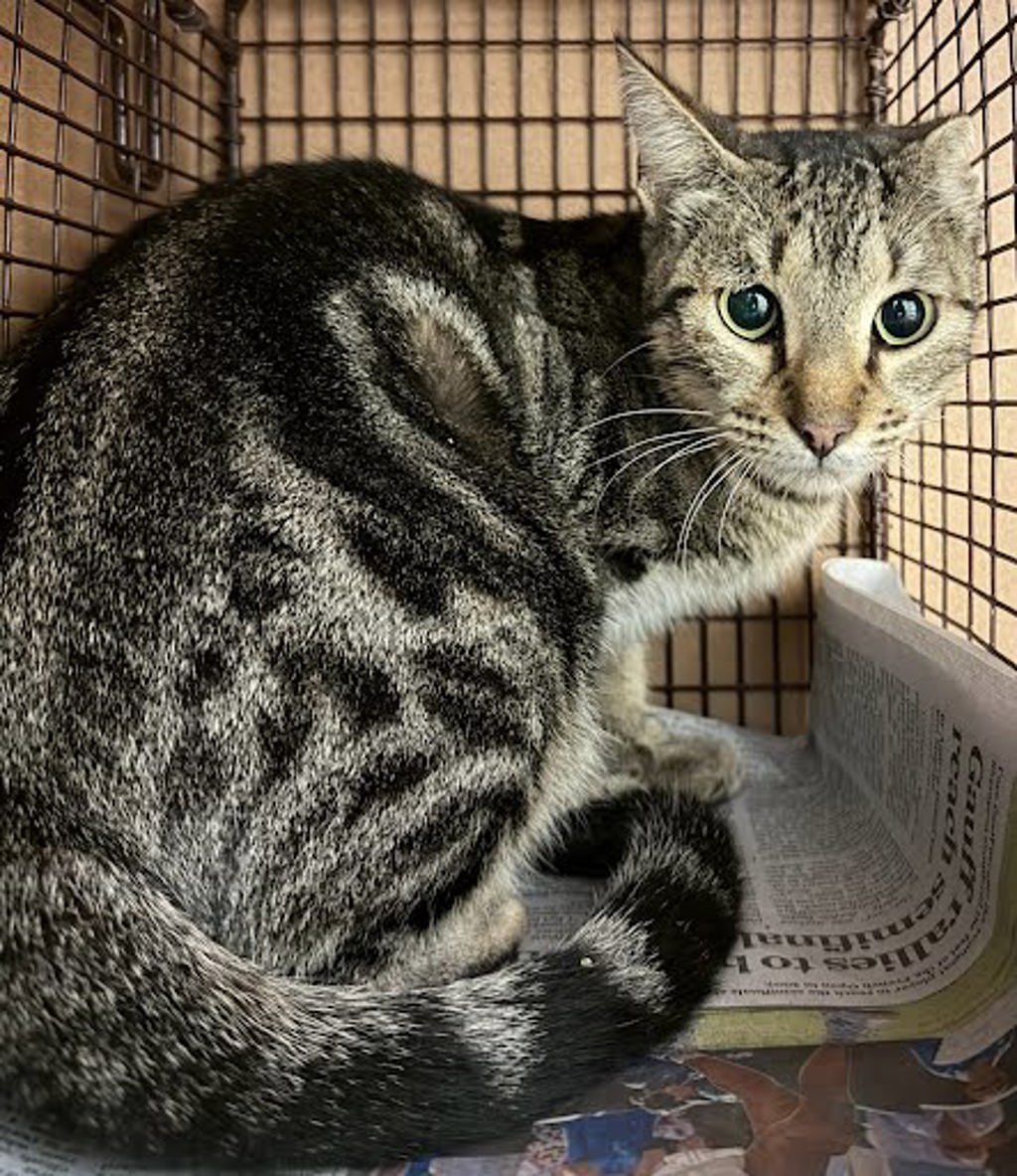 Shelter Stray Unknown Cat last seen Near Hidalgo Street, AUSTIN, TX, 78702, 7201 Levander Loop bldg a, Austin, TX 78702, USA
