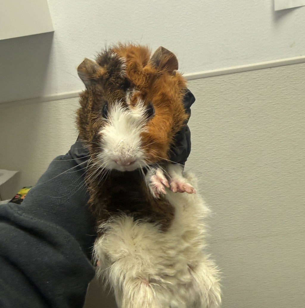 Shelter Stray Male Other last seen Near Fairmount Avenue, San Diego, CA, 92105, 5500 Gaines St, San Diego, CA 92110, USA