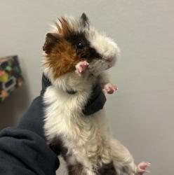 Shelter Stray Male Other last seen Near Fairmount Avenue, San Diego, CA, 92105, 5500 Gaines St, San Diego, CA 92110, USA
