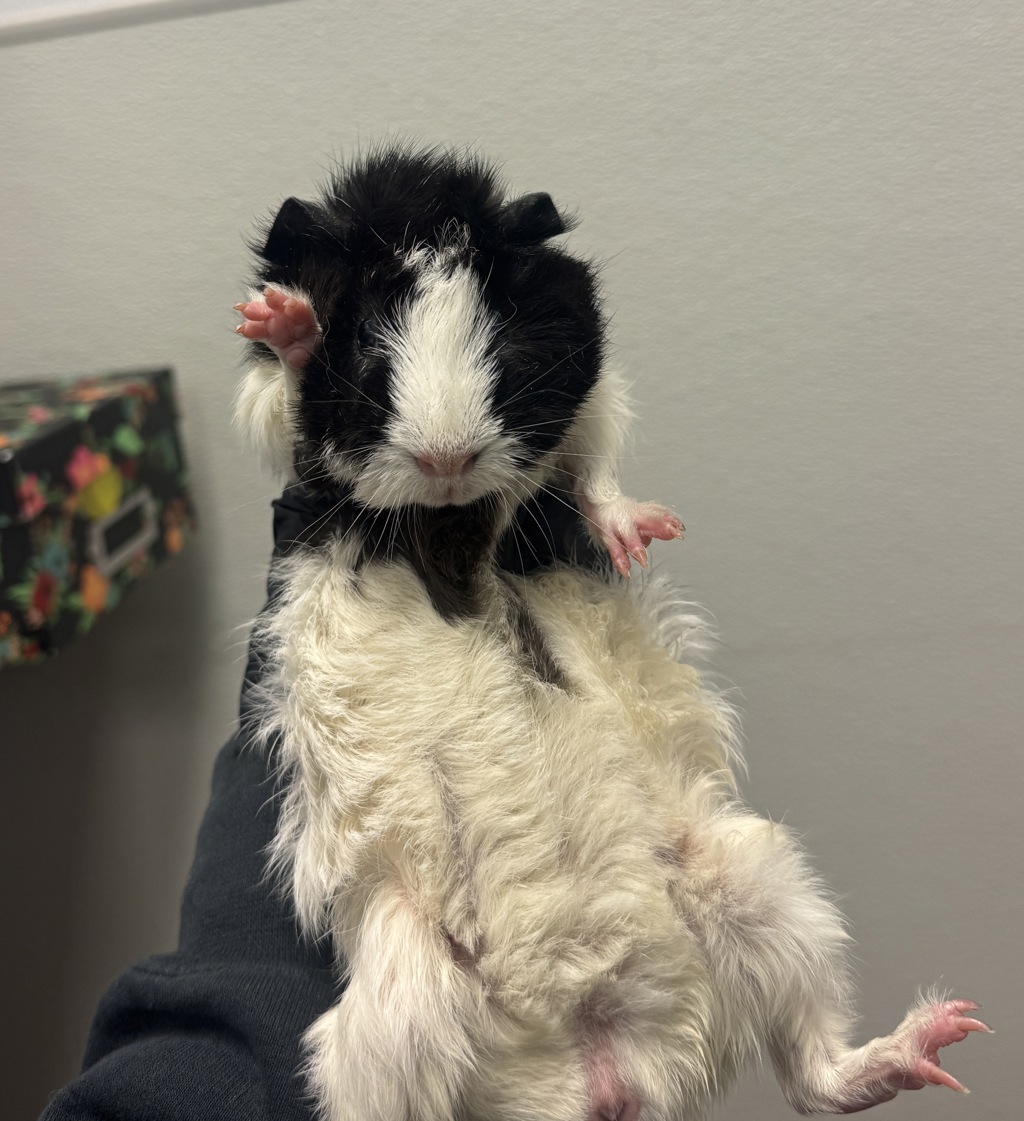 Shelter Stray Female Other last seen Near Fairmount Avenue, San Diego, CA, 92105, 5500 Gaines St, San Diego, CA 92110, USA