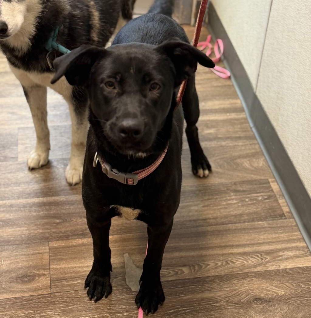 Shelter Stray Female Dog last seen Fletcher Parkwy, La Mesa, CA, 91942, 5500 Gaines St, San Diego, CA 92110, USA