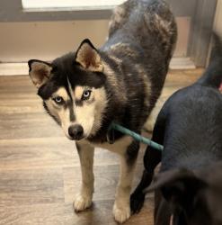 Shelter Stray Female Dog last seen Fletcher Parkwy, La Mesa, CA, 91942, 5500 Gaines St, San Diego, CA 92110, USA