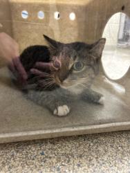 Shelter Stray Female Cat last seen Near Eastport Road, VIRGINIA BEACH, VA, 23464, 341 S Birdneck Rd, Virginia Beach, VA 23451, USA