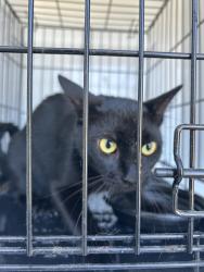 Shelter Stray Unknown Cat last seen Near Farnworth Court, VIRGINIA BEACH, VA, 23452, 341 S Birdneck Rd, Virginia Beach, VA 23451, USA