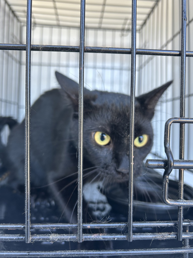 Shelter Stray Unknown Cat last seen Near Farnworth Court, VIRGINIA BEACH, VA, 23452, 341 S Birdneck Rd, Virginia Beach, VA 23451, USA
