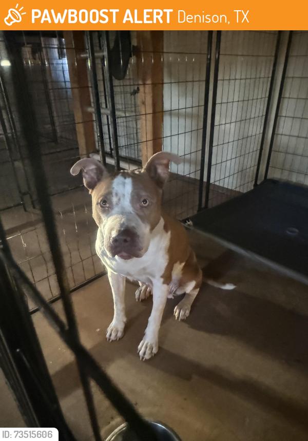 Found/Stray Female Dog last seen E Texas St, 1753, Denison, TX 75021
