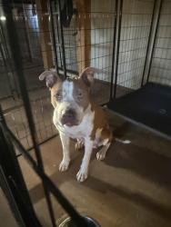 Found/Stray Female Dog last seen E Texas St, 1753, Denison, TX 75021