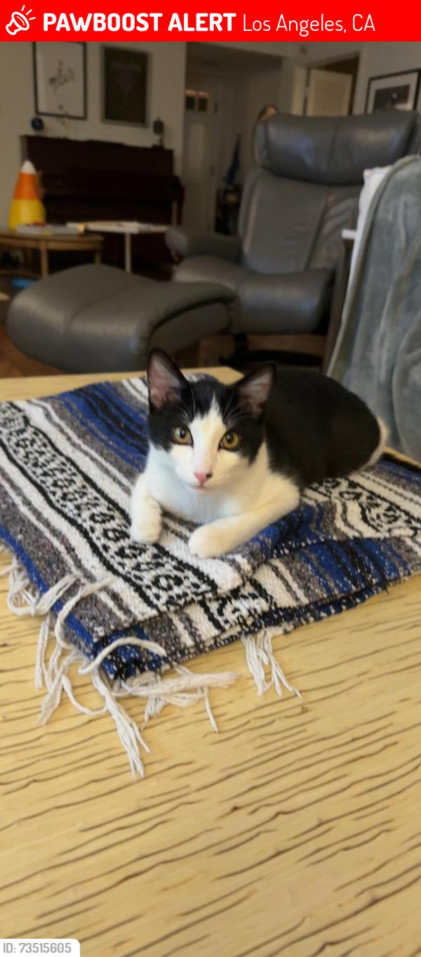 Lost Male Cat last seen Stanwood and Colby Ave westdale truesdale, Los Angeles, CA 90066