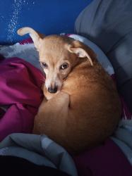 Lost Female Dog last seen Watermen and baseline, San Bernardino, CA 92404