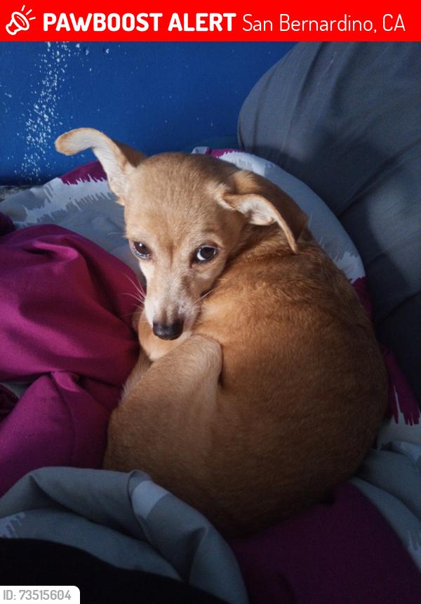 Lost Female Dog last seen Watermen and baseline, San Bernardino, CA 92404