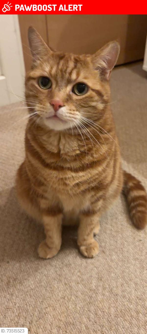 Lost Male Cat last seen Haden square and reservoir crescent near reading beefeater, Berkshire, England RG1 6FE