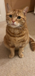 Lost Male Cat last seen Haden square and reservoir crescent near reading beefeater, Berkshire, England RG1 6FE
