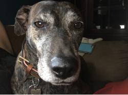 Reunited Male Dog last seen Near and Pine Ridge/Boxwood Church rd, Mocksville, NC 27028