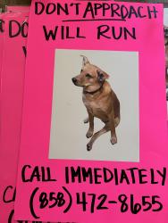 Lost Female Dog last seen Rio Maria Rd. and the 67, Lakeside, CA 92040