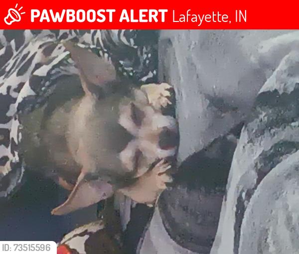 Lost Male Dog last seen Old Romney Rd/ lost between Ortman and old Romney Rd, Lafayette, IN 47909