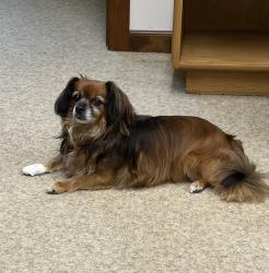 Lost Male Dog last seen Aaron Lane / Upchurch Rd, Elm City, NC 27822
