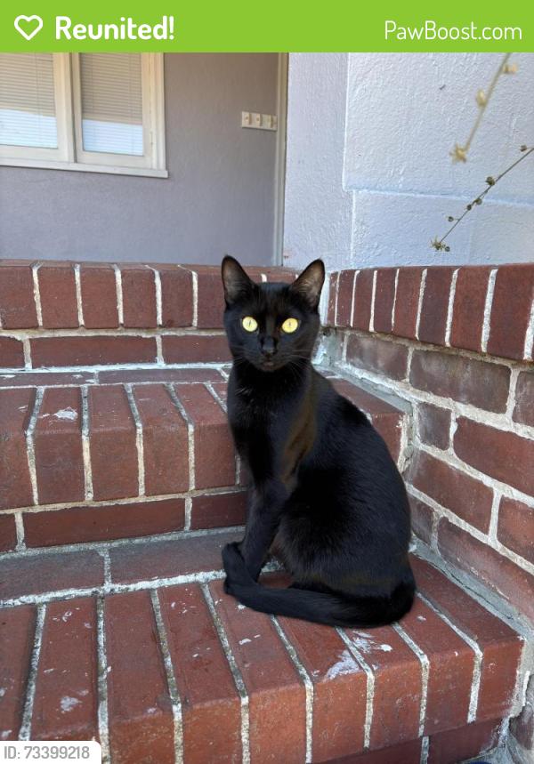 Reunited Female Cat last seen Ellsworth and Poplar, San Mateo, CA 94401