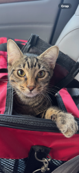 Found/Stray Male Cat last seen Douglane Avenue and Cecil Avenue, Santa Clara, CA 95050