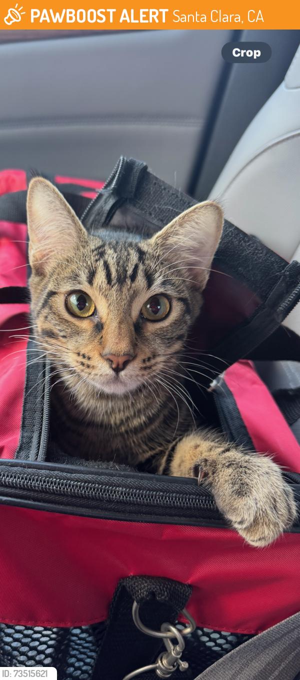 Found/Stray Male Cat last seen Douglane Avenue and Cecil Avenue, Santa Clara, CA 95050