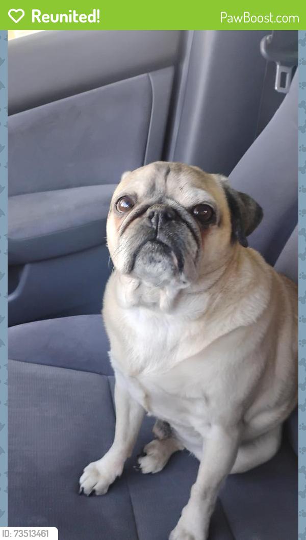 Reunited Male Dog last seen 3500s 4000w, West Valley City, UT 84120
