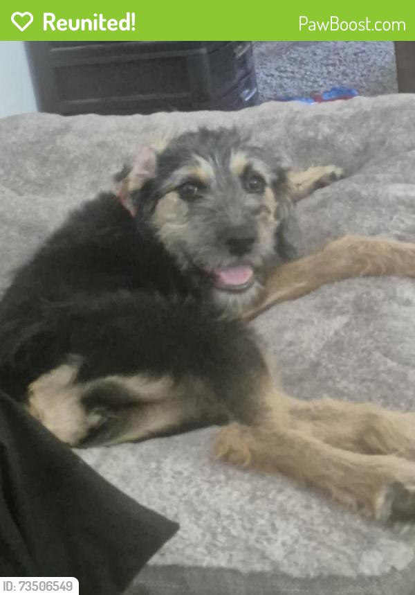 Reunited Female Dog last seen Ball sunkist, Anaheim, CA 92806