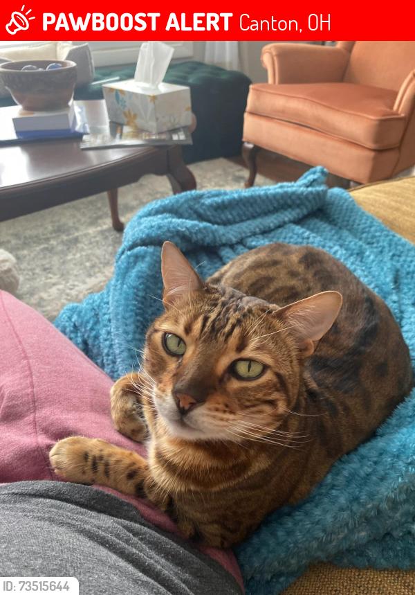 Lost Male Cat last seen Pisces St SW & Scheiring Ave SW, Canton, OH 44706