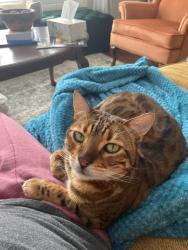 Lost Male Cat last seen Pisces St SW & Scheiring Ave SW, Canton, OH 44706