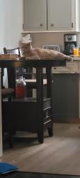 Lost Male Cat last seen Hey 26, The Blue Mountains, ON N0H 1J0