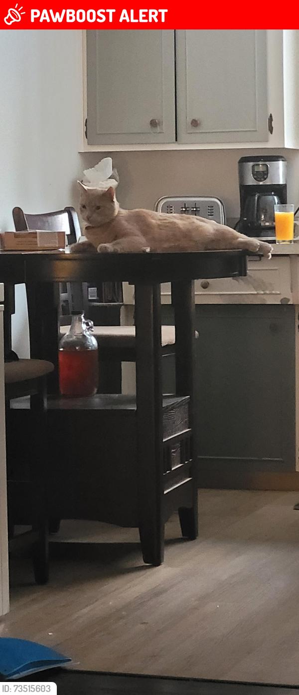 Lost Male Cat last seen Hey 26, The Blue Mountains, ON N0H 1J0