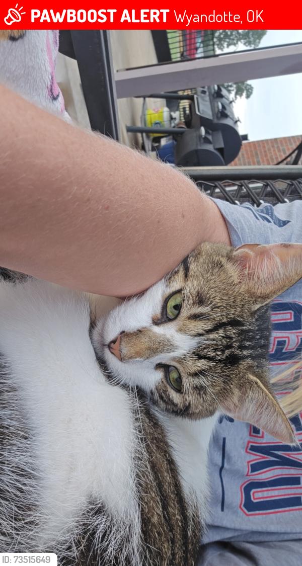 Lost Male Cat last seen Near s 650 rd., Wyandotte, OK 74370