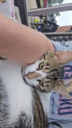 Lost Male Cat last seen Near s 650 rd., Wyandotte, OK 74370