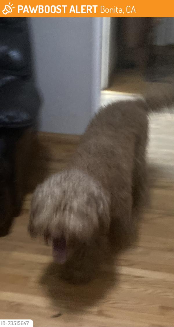 Found/Stray Male Dog last seen Acacia Ave and Fallbrook, Bonita, CA 91902