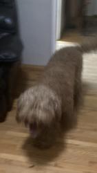 Found/Stray Male Dog last seen Acacia Ave and Fallbrook, Bonita, CA 91902