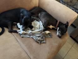 Reunited Female Dog last seen Rockledge country club, Rockledge, FL 32955