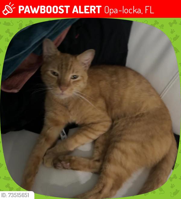 Lost Male Cat last seen Near st, Opa-locka, FL 33054