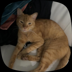 Lost Male Cat last seen Near st, Opa-locka, FL 33054