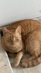 Lost Female Cat last seen Harvest Bounty Dr, Richmond, TX 77406