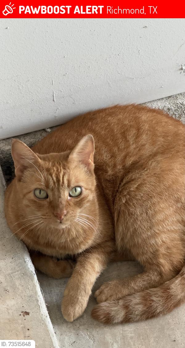 Lost Female Cat last seen Harvest Bounty Dr, Richmond, TX 77406