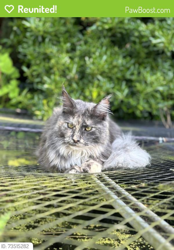 Reunited Female Cat last seen Post Office Road - School Road end, Frettenham, England NR12 7AB