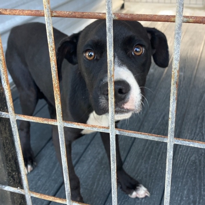 Shelter Stray Male Dog last seen , 2060 NE Rocky Ford Rd, Pinetta, FL 32350, USA