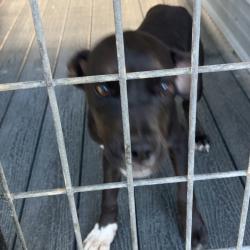Shelter Stray Female Dog last seen , 2060 NE Rocky Ford Rd, Pinetta, FL 32350, USA