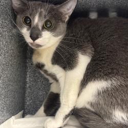 Shelter Stray Female Cat last seen , 328 Furman Hall Rd, Greenville, SC 29609, USA