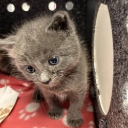 Shelter Stray Male Cat last seen , 328 Furman Hall Rd, Greenville, SC 29609, USA