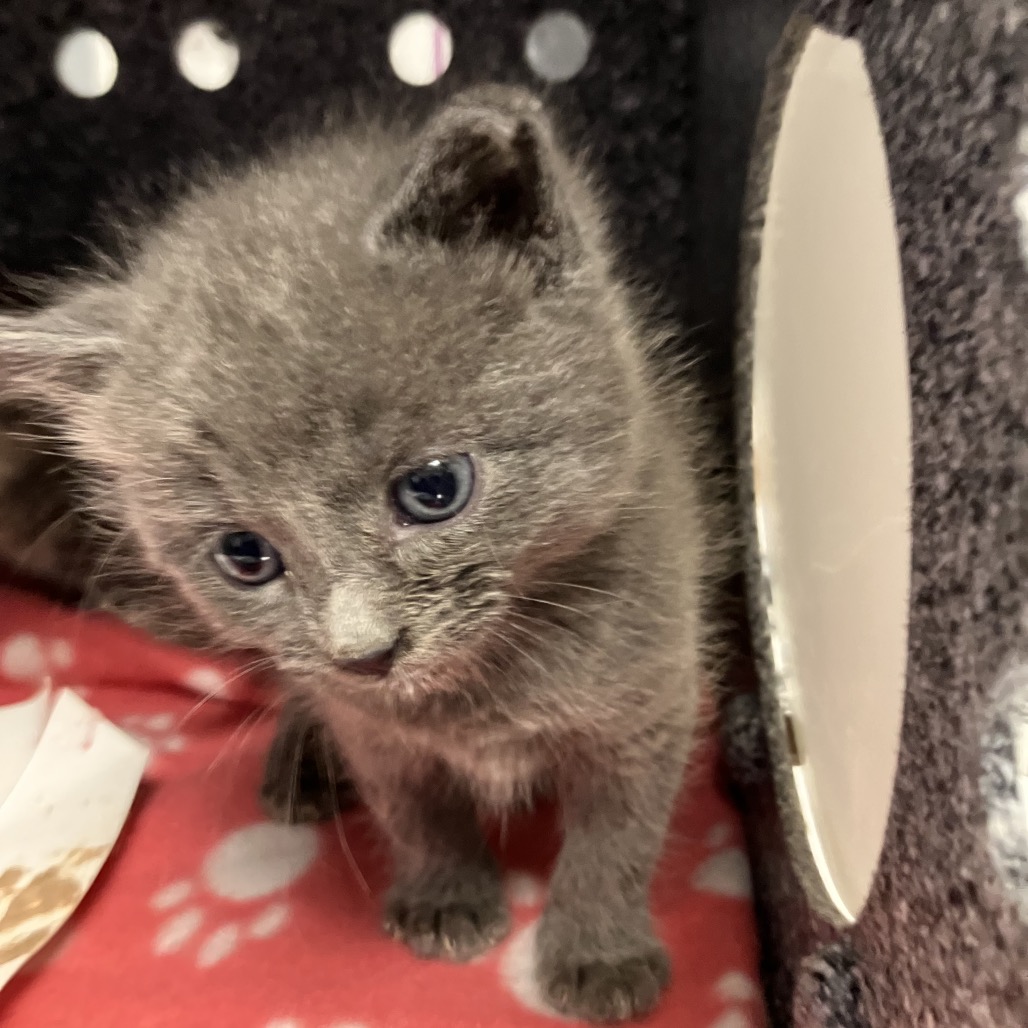 Shelter Stray Male Cat last seen , 328 Furman Hall Rd, Greenville, SC 29609, USA