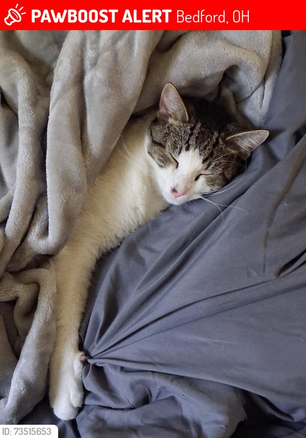 Lost Male Cat last seen Broadway, Bedford, OH 44146