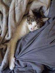 Lost Male Cat last seen Broadway, Bedford, OH 44146