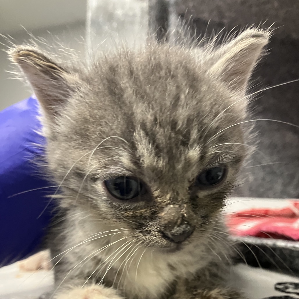 Shelter Stray Female Cat last seen , 328 Furman Hall Rd, Greenville, SC 29609, USA