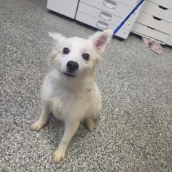 Shelter Stray Male Dog last seen , 244 Georgetown Rd, Jacksonville, NC 28540, USA
