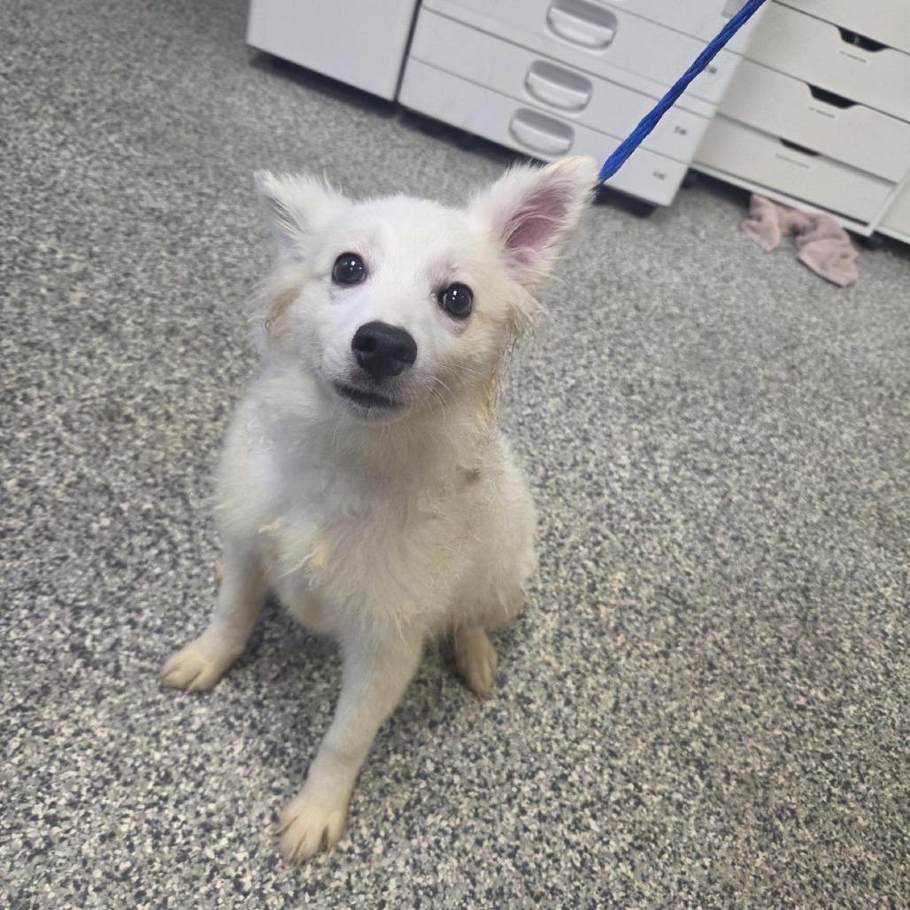 Shelter Stray Male Dog last seen , 244 Georgetown Rd, Jacksonville, NC 28540, USA