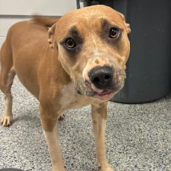 Shelter Stray Female Dog last seen , 328 Furman Hall Rd, Greenville, SC 29609, USA